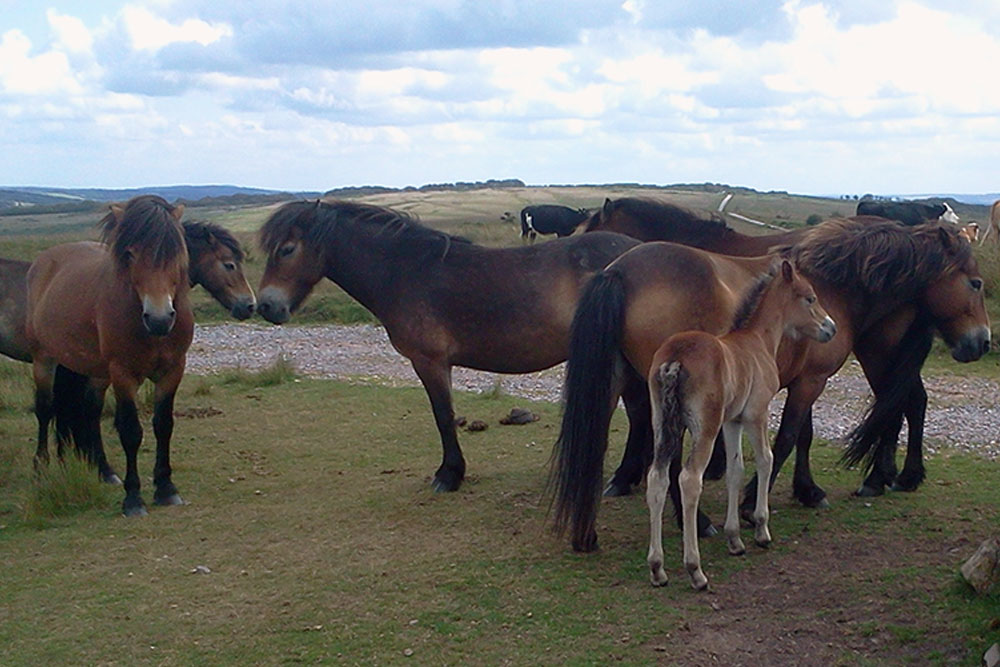 Exmoor Trust, supported, Moorland Mousie Trust, Exmoor pony centre, winter feed, bedding, ponies, exmoor